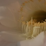 150716_fiori_piante_grasse