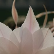 150716_fiori_piante_grasse