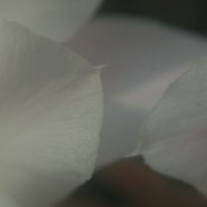 150716_fiori_piante_grasse