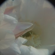 150716_fiori_piante_grasse