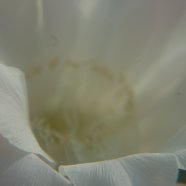 150716_fiori_piante_grasse