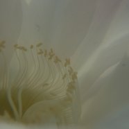 150716_fiori_piante_grasse