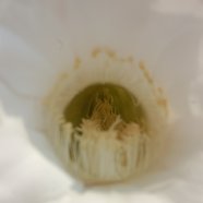 150716_fiori_piante_grasse