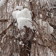 Venegono Inferiore - neve 02.02.2009