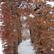 Venegono Inferiore - neve 02.02.2009